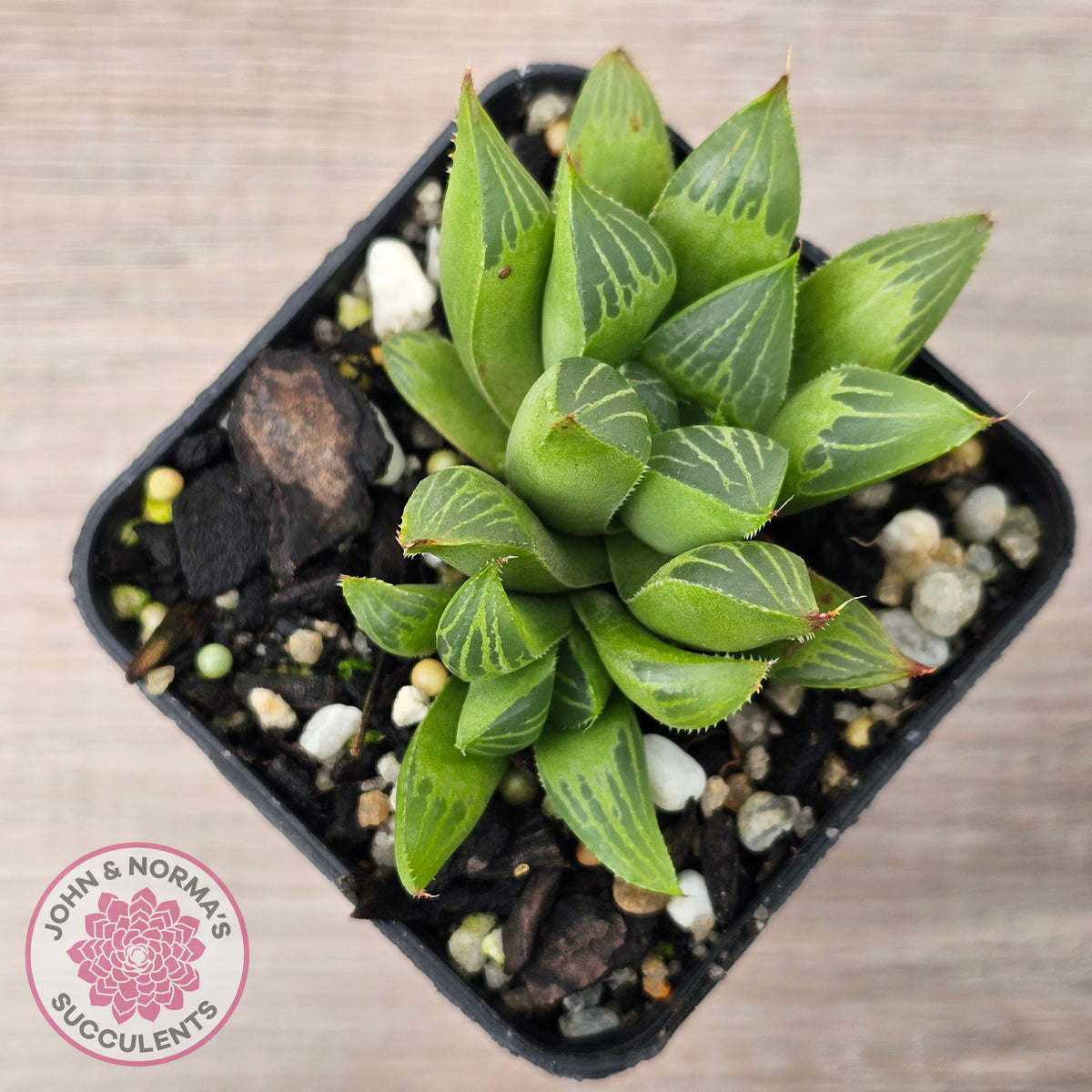 Haworthia retusa var. (multi)