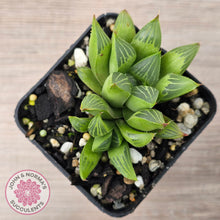 Load image into Gallery viewer, Haworthia retusa var. (multi)
