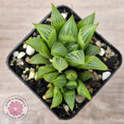 Haworthia retusa var. (multi)