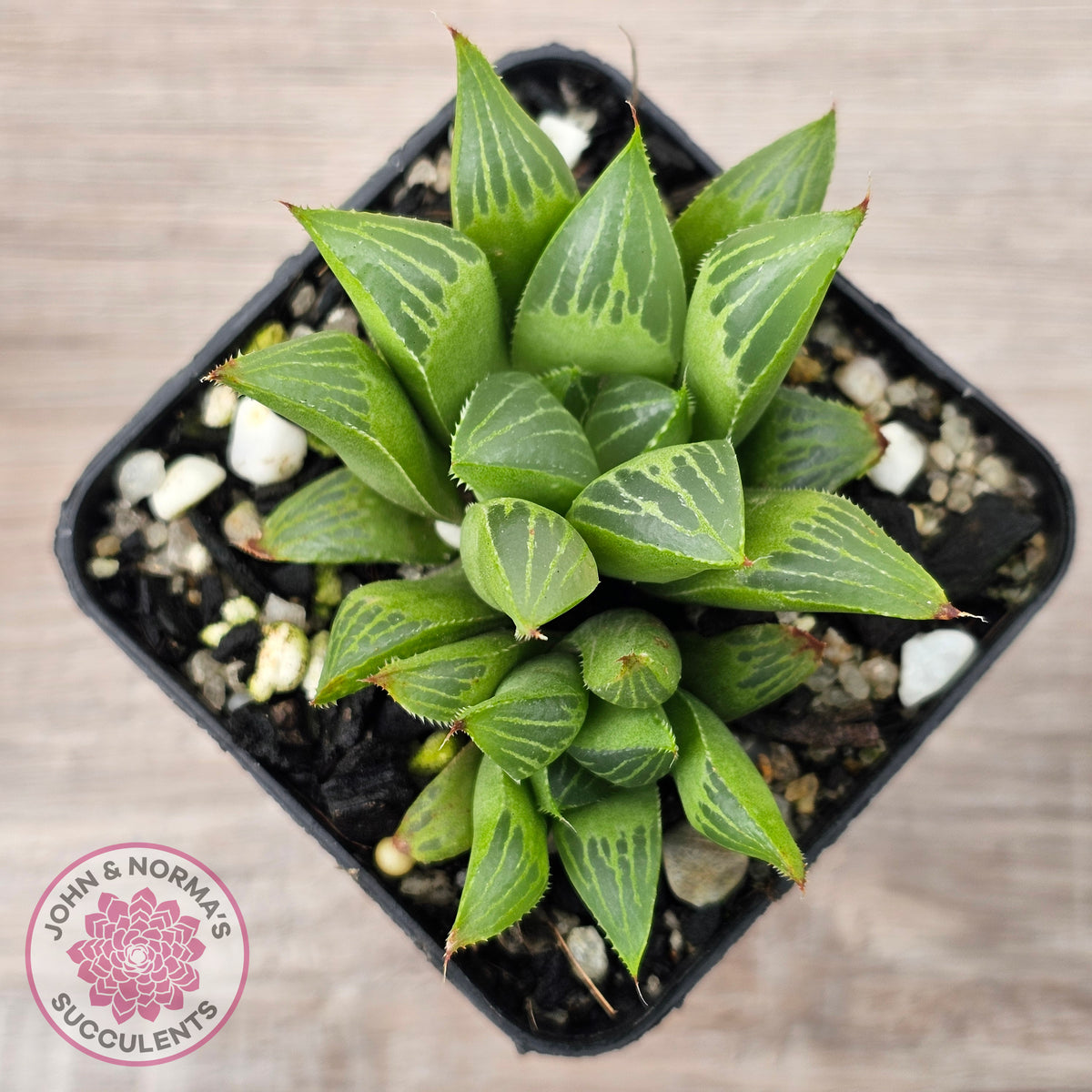 Haworthia retusa var. (multi)