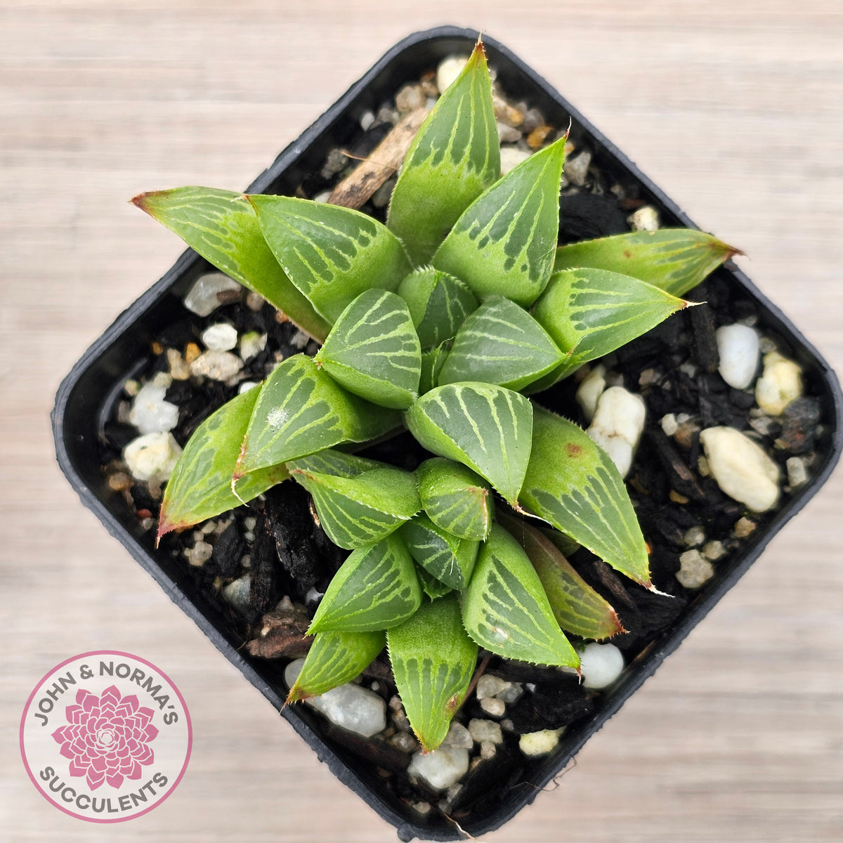 Haworthia retusa var. (multi)