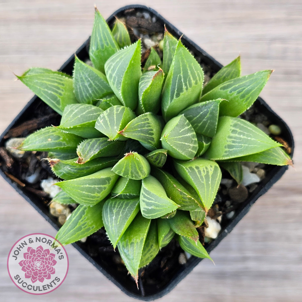 Haworthia retusa var. (multi)