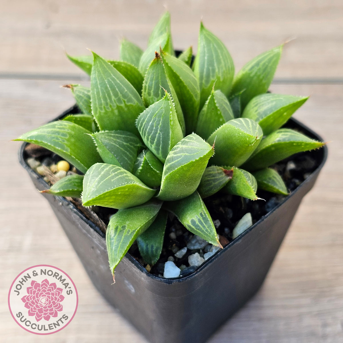 Haworthia retusa var. (multi)