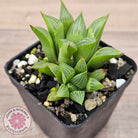 Haworthia retusa var. (multi)