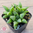 Haworthia retusa var. (multi)