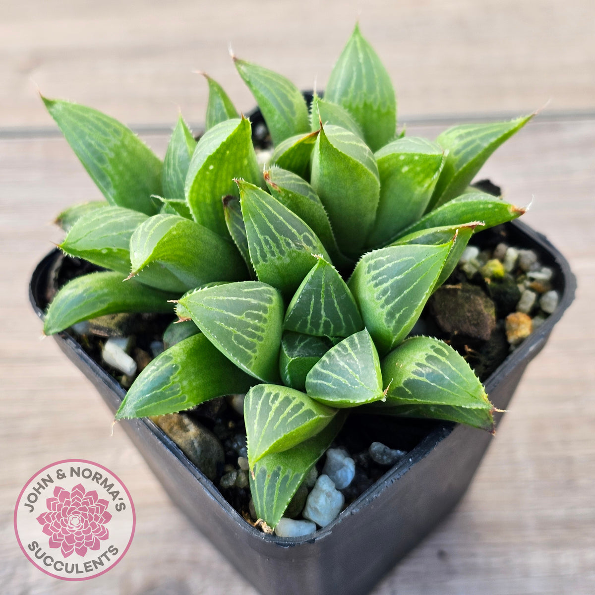 Haworthia retusa var. (multi)