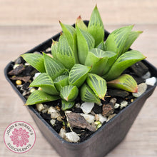 Load image into Gallery viewer, Haworthia retusa var. (multi)
