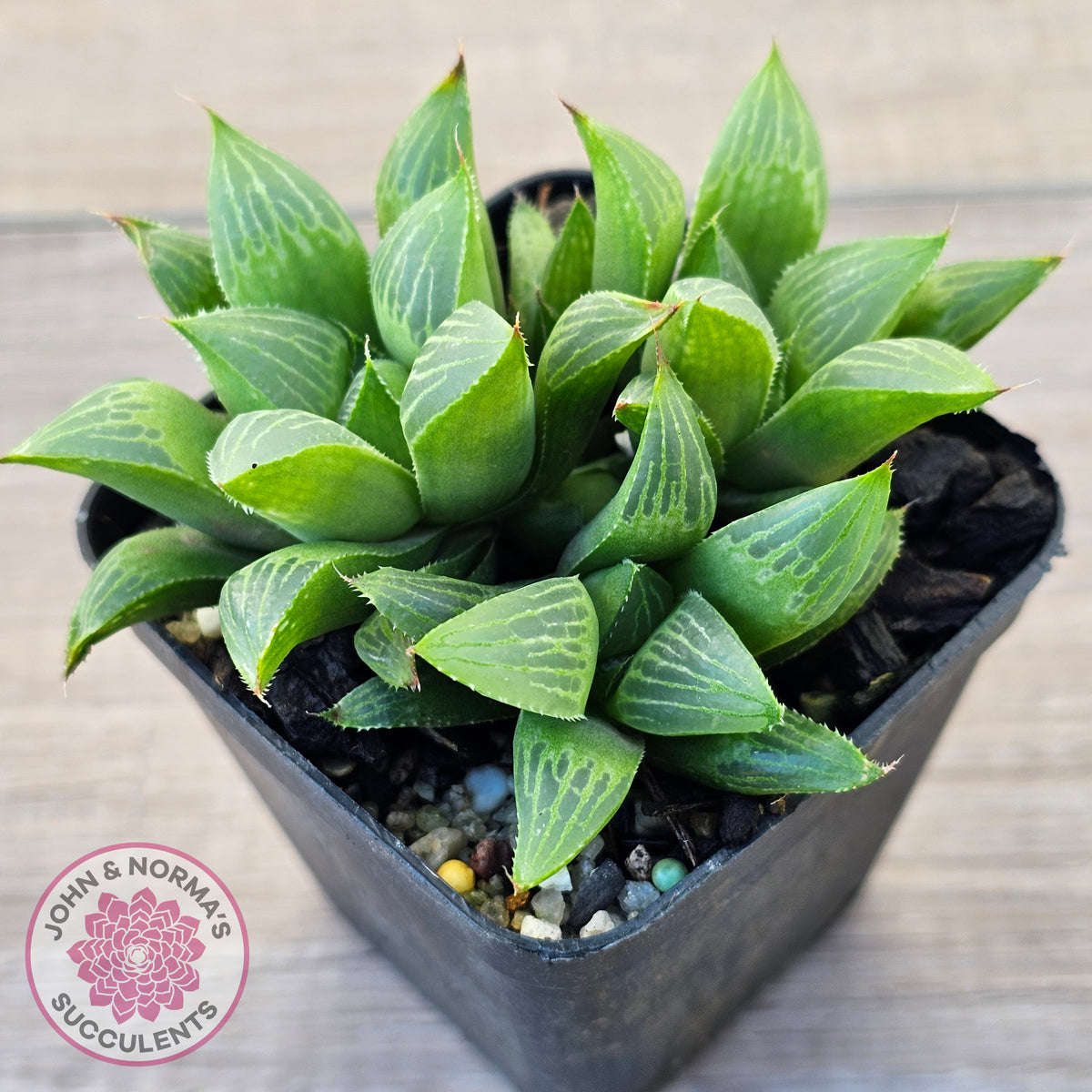 Haworthia retusa var. (multi)