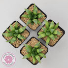 Haworthia retusa var. (multi)
