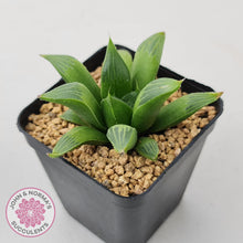 Load image into Gallery viewer, Haworthia retusa - John &amp; Norma&#39;s Succulents Australia
