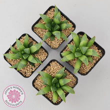 Load image into Gallery viewer, Haworthia retusa - John &amp; Norma&#39;s Succulents Australia
