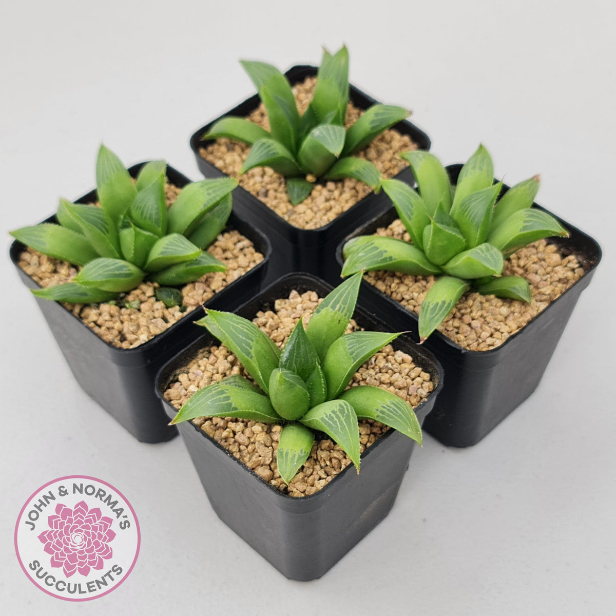 Haworthia retusa var. (multi)