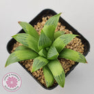Haworthia retusa var. (multi)