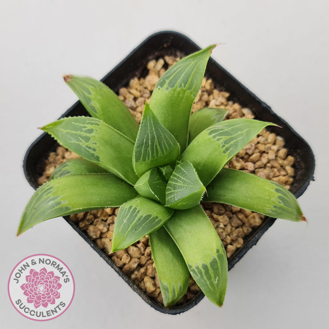 Haworthia retusa - John & Norma's Succulents Australia