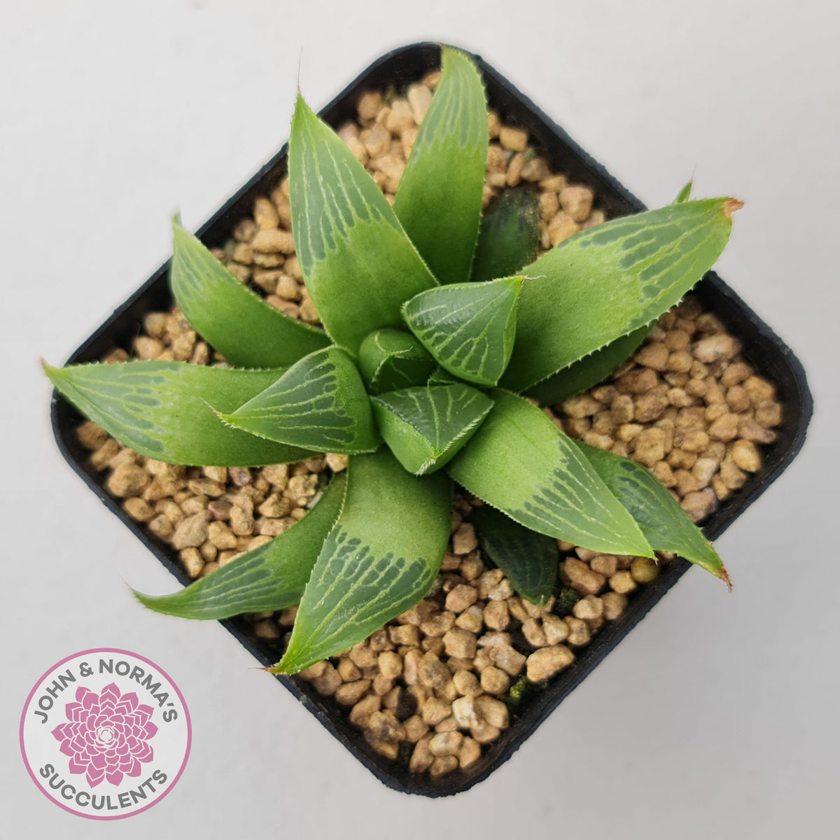 Haworthia retusa var. (multi)
