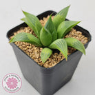 Haworthia retusa var. (multi)