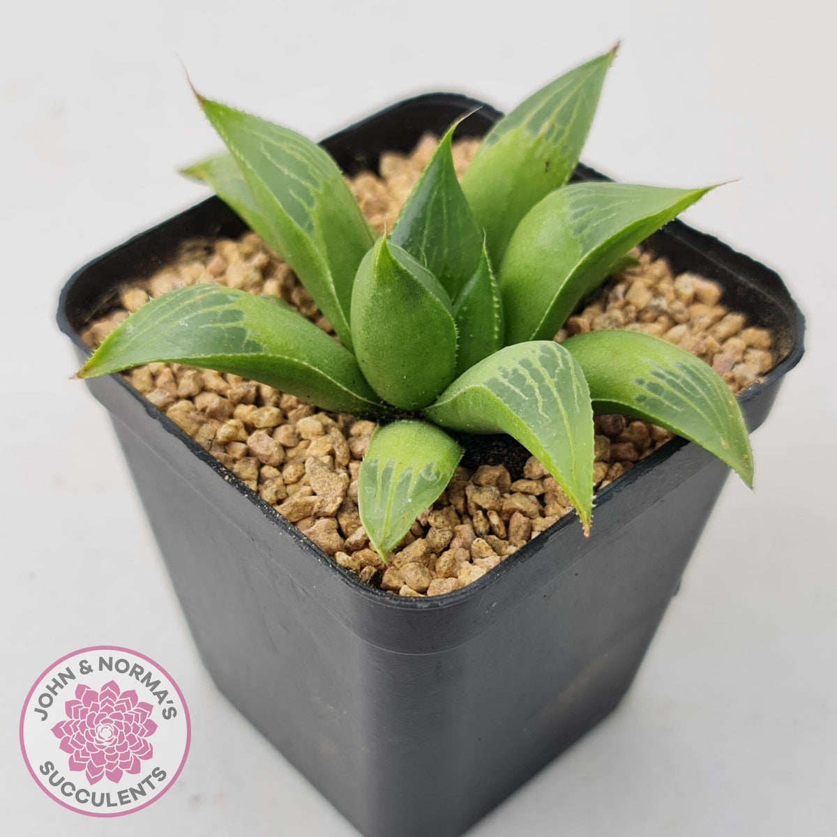 Haworthia retusa var. (multi)