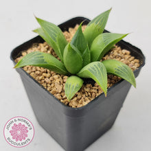 Load image into Gallery viewer, Haworthia retusa - John &amp; Norma&#39;s Succulents Australia
