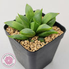 Haworthia retusa var. (multi)