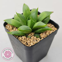 Load image into Gallery viewer, Haworthia retusa - John &amp; Norma&#39;s Succulents Australia
