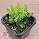 Haworthiopsis coarctata