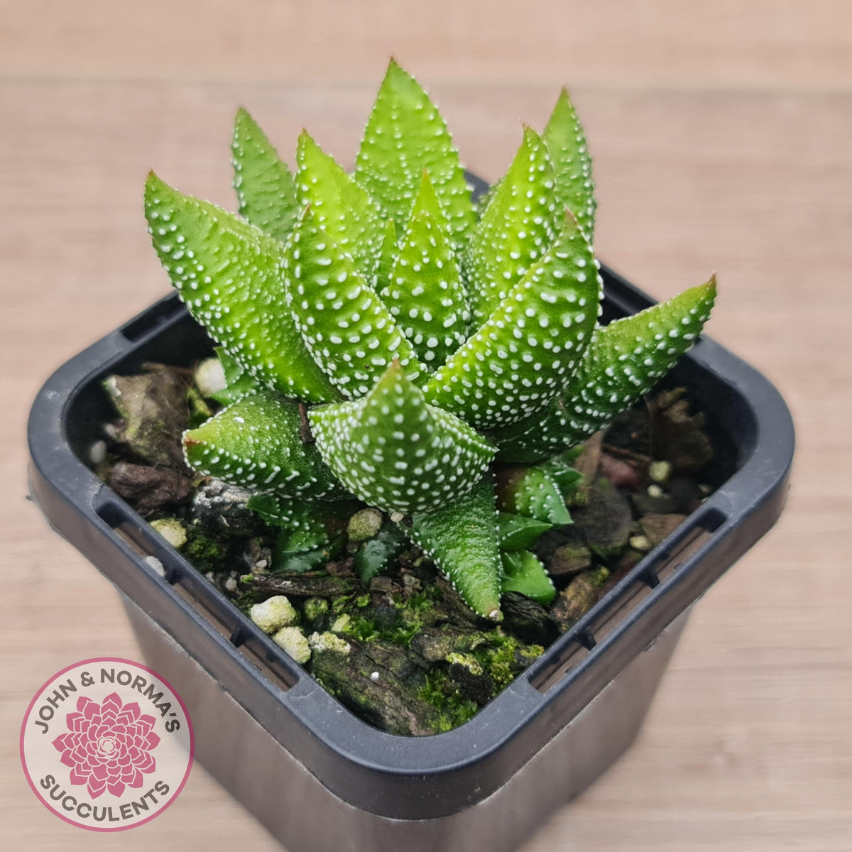 Haworthiopsis coarctata
