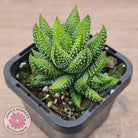 Haworthiopsis coarctata