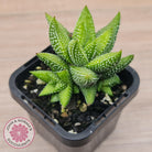 Haworthiopsis coarctata