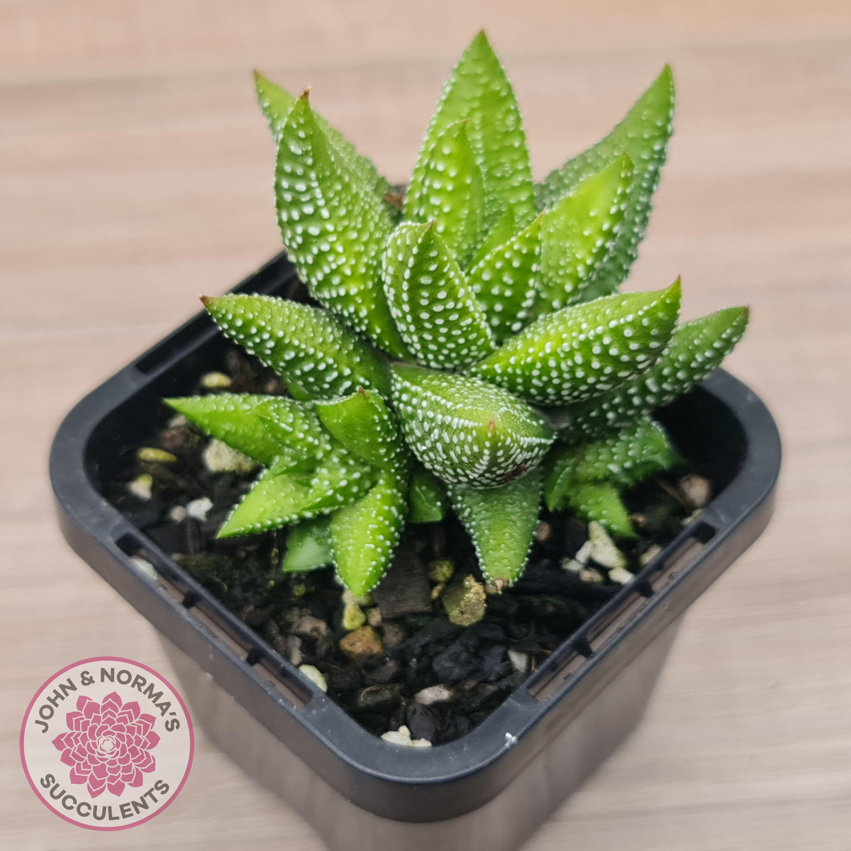 Haworthiopsis coarctata