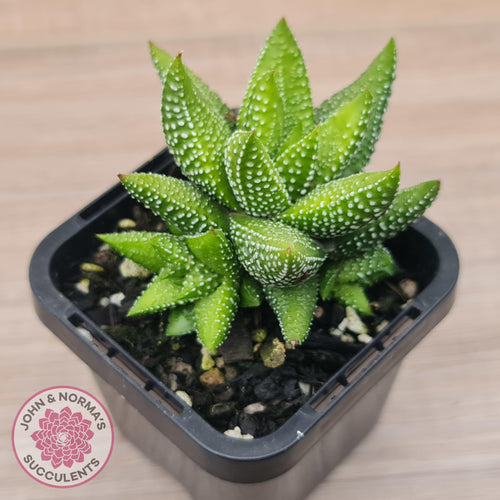 Haworthiopsis coarctata - John & Norma's Succulents Australia