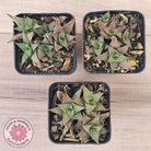 Haworthiopsis tessellata – compact form