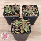 Haworthiopsis tessellata – compact form
