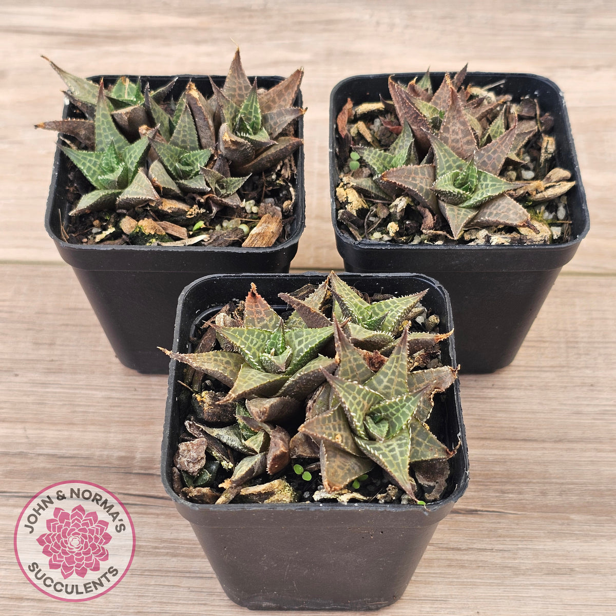 Haworthiopsis tessellata – compact form