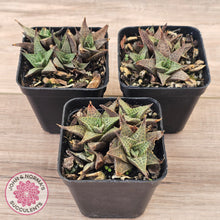 Load image into Gallery viewer, Haworthiopsis tessellata – compact form
