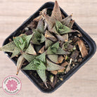 Haworthiopsis tessellata – compact form