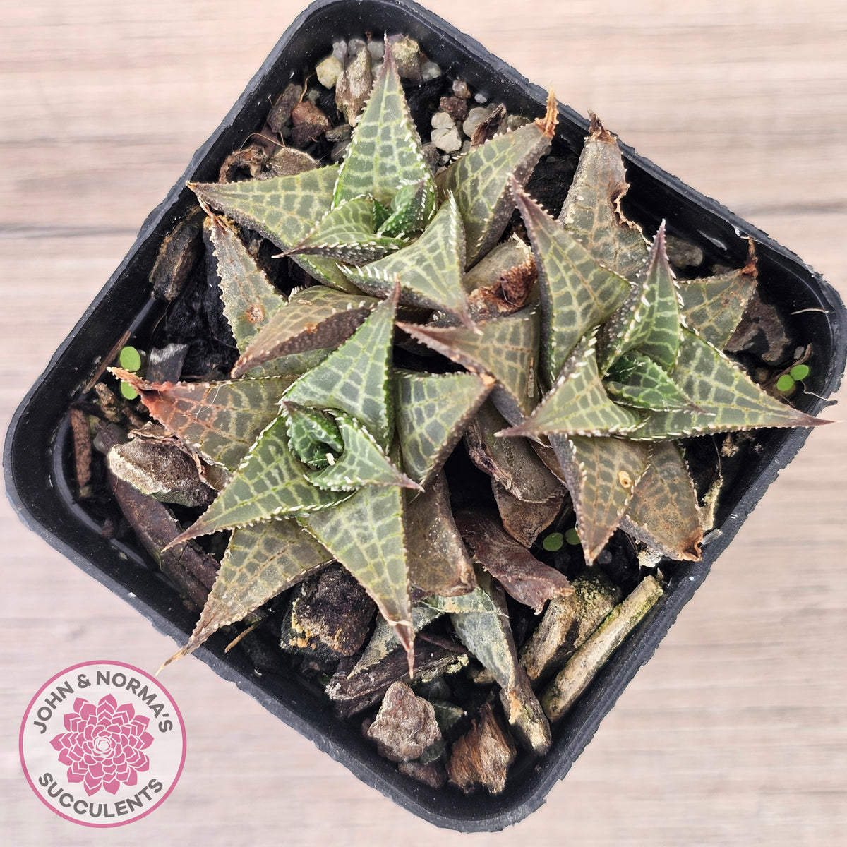 Haworthiopsis tessellata – compact form
