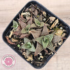 Haworthiopsis tessellata – compact form