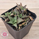 Haworthiopsis tessellata – compact form
