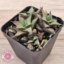 Load image into Gallery viewer, Haworthiopsis tessellata – compact form
