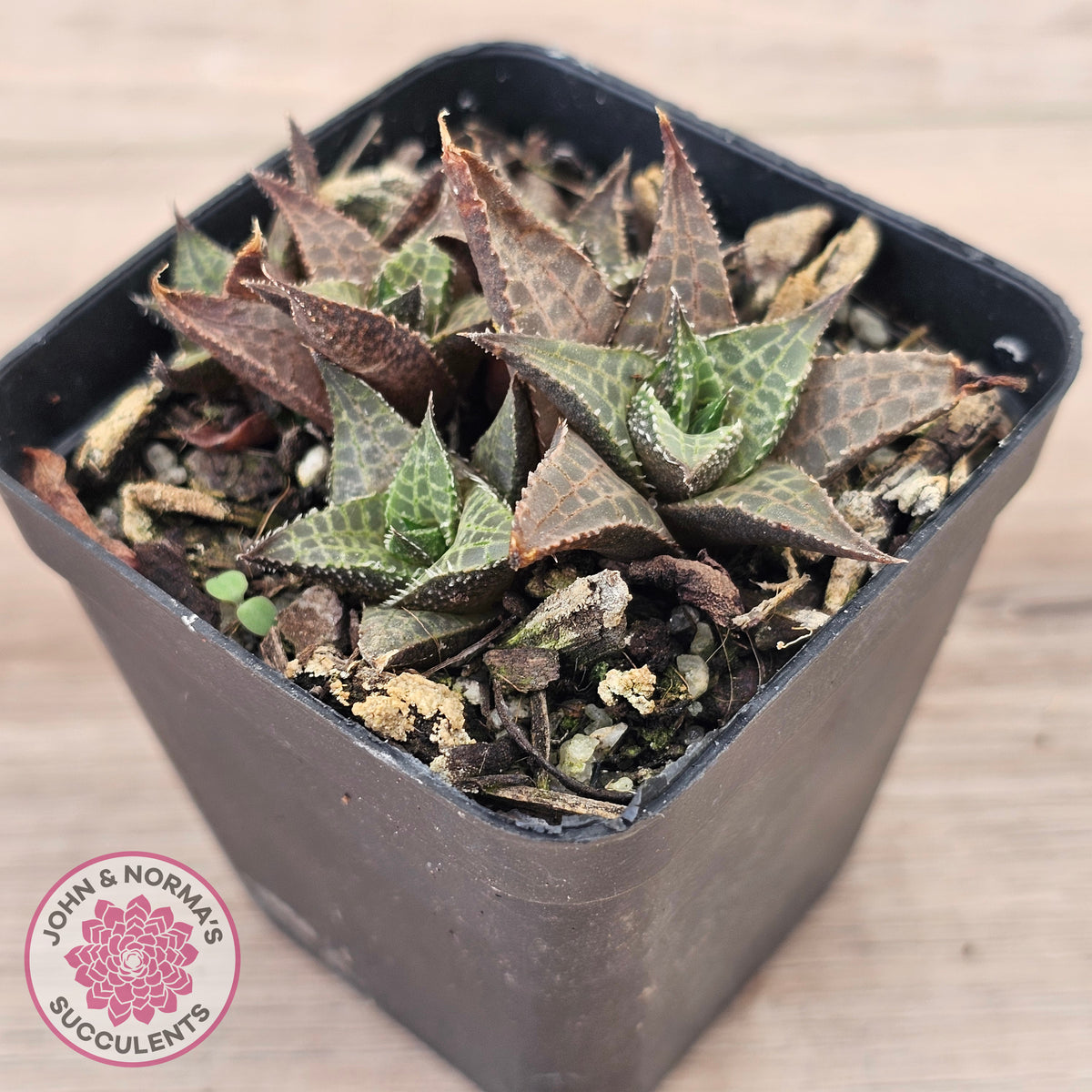 Haworthiopsis tessellata – compact form