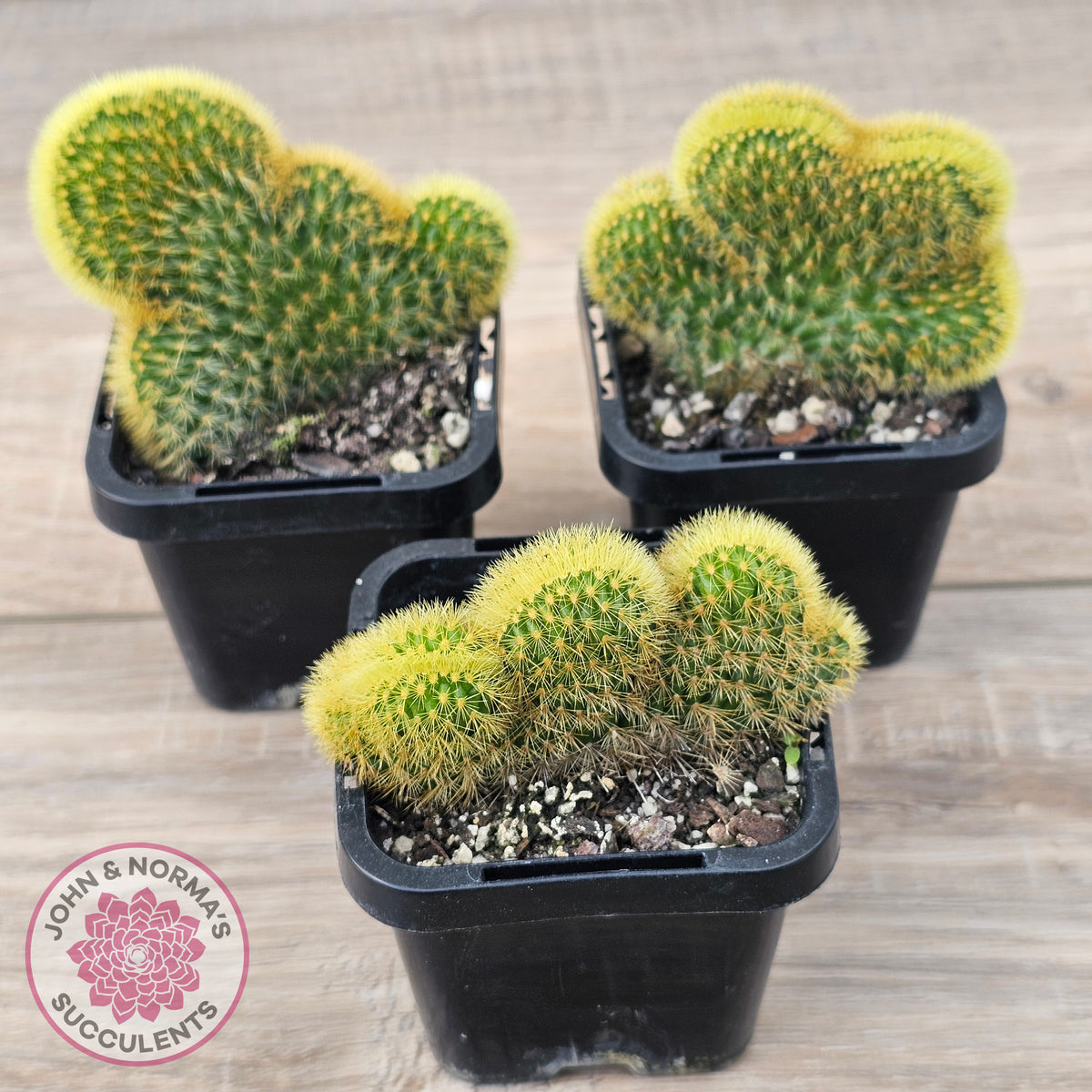 Hildewinteria Aureispina f. Cristata