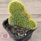 Hildewinteria Aureispina f. Cristata