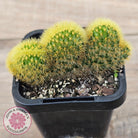 Hildewinteria Aureispina f. Cristata