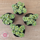 Hylotelephium sieboldii f. variegatum aka Sedum sieboldii variegata