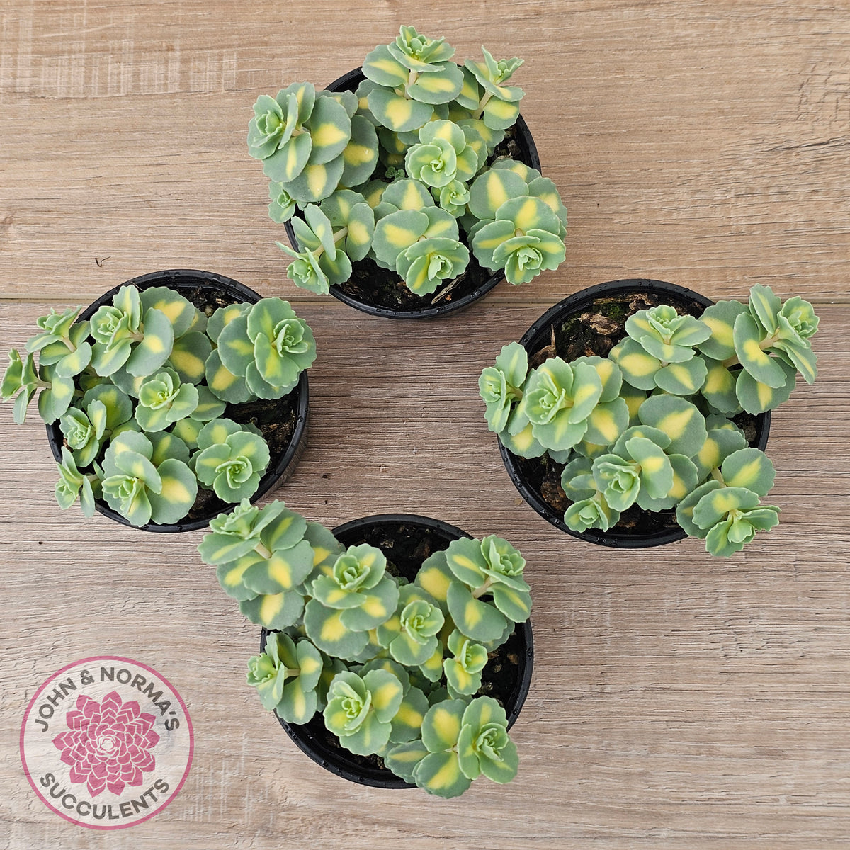 Hylotelephium sieboldii f. variegatum aka Sedum sieboldii variegata