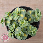 Hylotelephium sieboldii f. variegatum aka Sedum sieboldii variegata