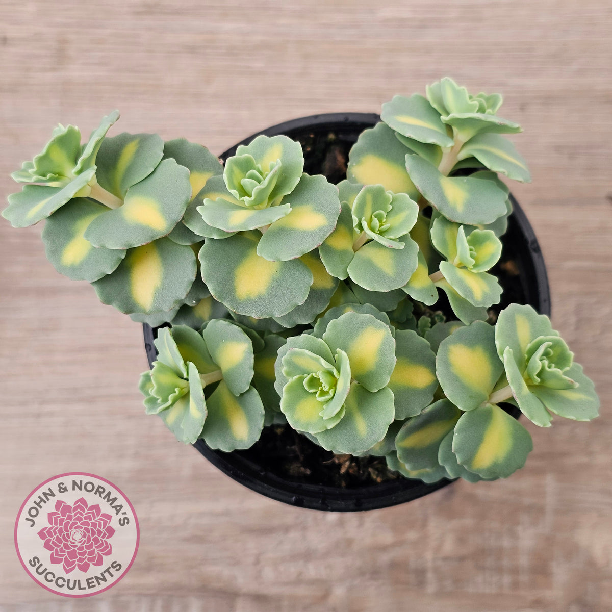 Hylotelephium sieboldii f. variegatum aka Sedum sieboldii variegata