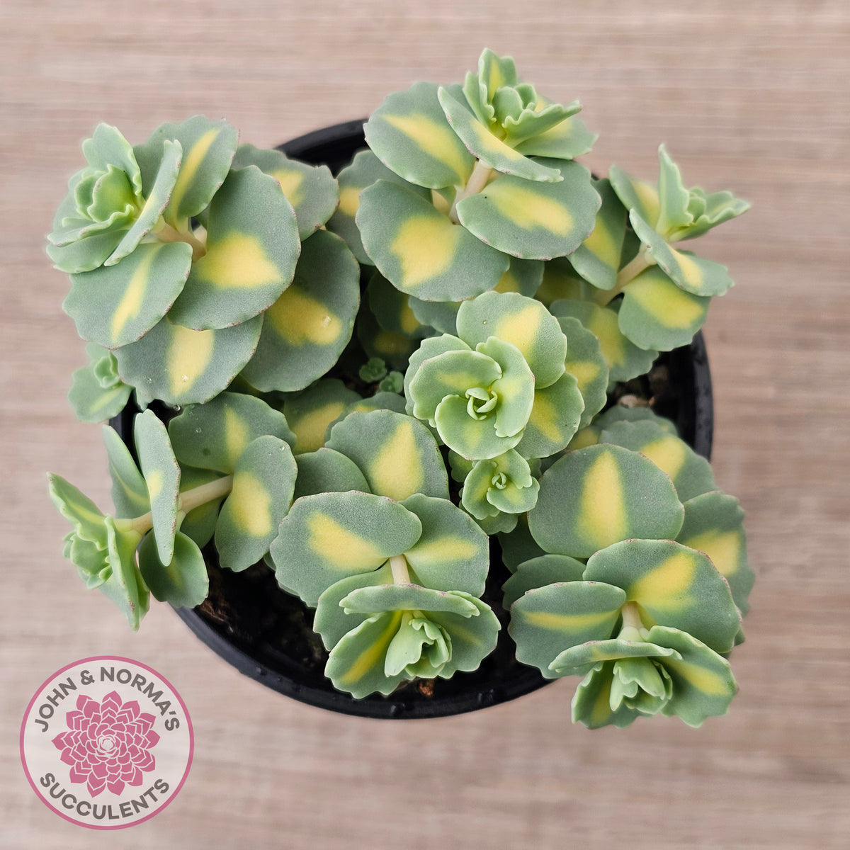 Hylotelephium sieboldii f. variegatum aka Sedum sieboldii variegata
