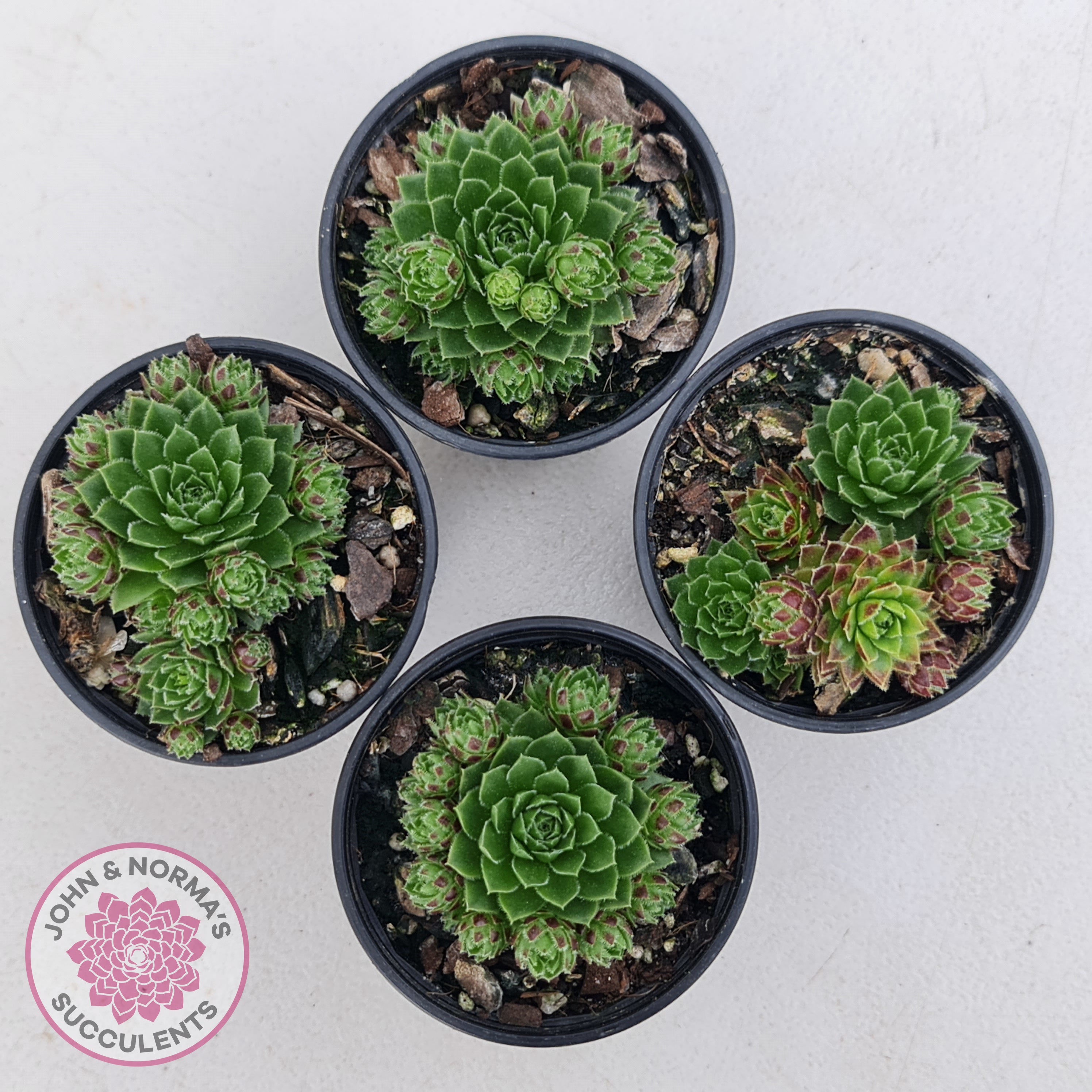 Jovibarba globifera subsp. hirta var. pressiona | John & Norma's