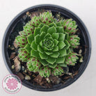 Jovibarba globifera subsp. hirta var. pressiona